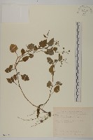 茯苓菜藏品圖，第1張