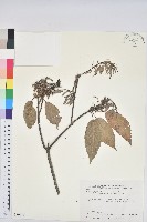 青剛櫟、鐵椆藏品圖，第1張