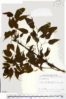 尖葉槭藏品圖，第1張