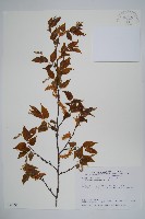 阿里山千金榆藏品圖，第1張