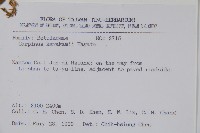 阿里山千金榆藏品圖，第2張