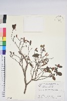 紅毛杜鵑藏品圖，第1張