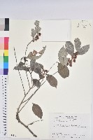 細葉饅頭果藏品圖，第1張