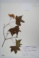 青楓藏品圖，第1張