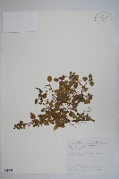 圓葉山梗菜藏品圖，第1張