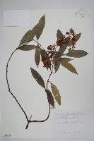 小錦蘭藏品圖，第1張