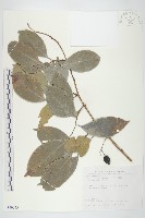 亨利氏伊立基藤藏品圖，第1張