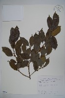 臺灣糊樗藏品圖，第1張