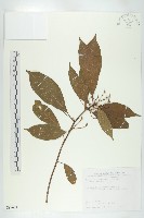 猴歡喜藏品圖，第1張