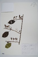 紅莖獼猴桃藏品圖，第1張