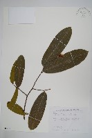 瓜馥木藏品圖，第1張