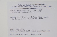 薄葉牛皮消藏品圖，第2張