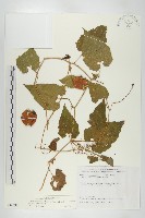 青牛膽藏品圖，第1張