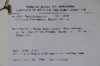 紅子莢迷藏品圖，第2張