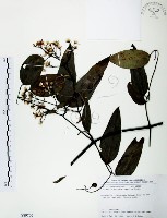 柱果鐵線蓮藏品圖，第1張