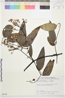 柱果鐵線蓮藏品圖，第2張