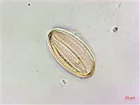 台灣香科科藏品圖，第1張