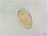 台灣香科科藏品圖，第2張