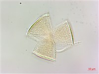 台灣香科科藏品圖，第3張