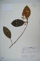 著生珊瑚樹藏品圖，第1張