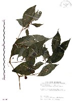 龍珠藏品圖，第1張