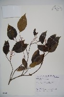 高山莢迷藏品圖，第1張