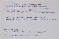 臺灣樹參藏品圖，第2張