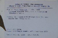 狹葉莢迷藏品圖，第2張