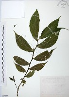 食用樓梯草藏品圖，第1張