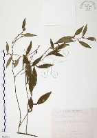 柚葉藤藏品圖，第1張