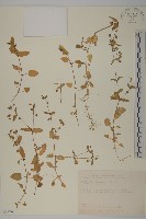 鵝兒腸藏品圖，第1張