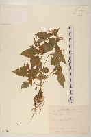 小米菊藏品圖，第1張