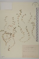 天蓬草、雀舌草藏品圖，第1張