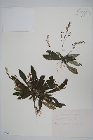 哈哼花藏品圖，第1張