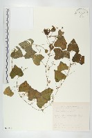 黑果馬交兒藏品圖，第1張