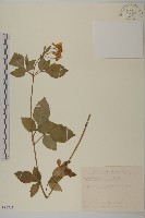 大花咸豐草藏品圖，第1張