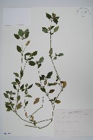 爵床藏品圖，第1張