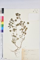 印度鐵莧藏品圖，第1張