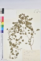 印度鐵莧藏品圖，第1張