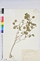 印度鐵莧藏品圖，第1張