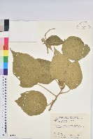 臺灣鐵莧藏品圖，第1張