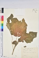 花蓮鐵莧、臺東鐵莧藏品圖，第1張