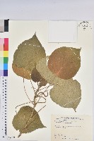 紅頭鐵莧、蘭嶼鐵莧藏品圖，第1張