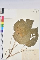 紅頭鐵莧、蘭嶼鐵莧藏品圖，第1張