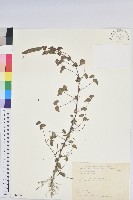 鐵莧菜藏品圖，第1張