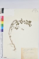 小葉鐵莧藏品圖，第1張