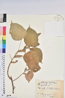 紅頭鐵莧、蘭嶼鐵莧藏品圖，第1張