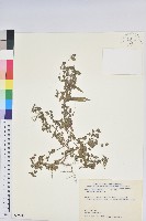 鐵莧菜藏品圖，第1張