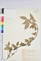 恆春鐵莧藏品圖，第1張