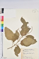 臺灣鐵莧藏品圖，第1張